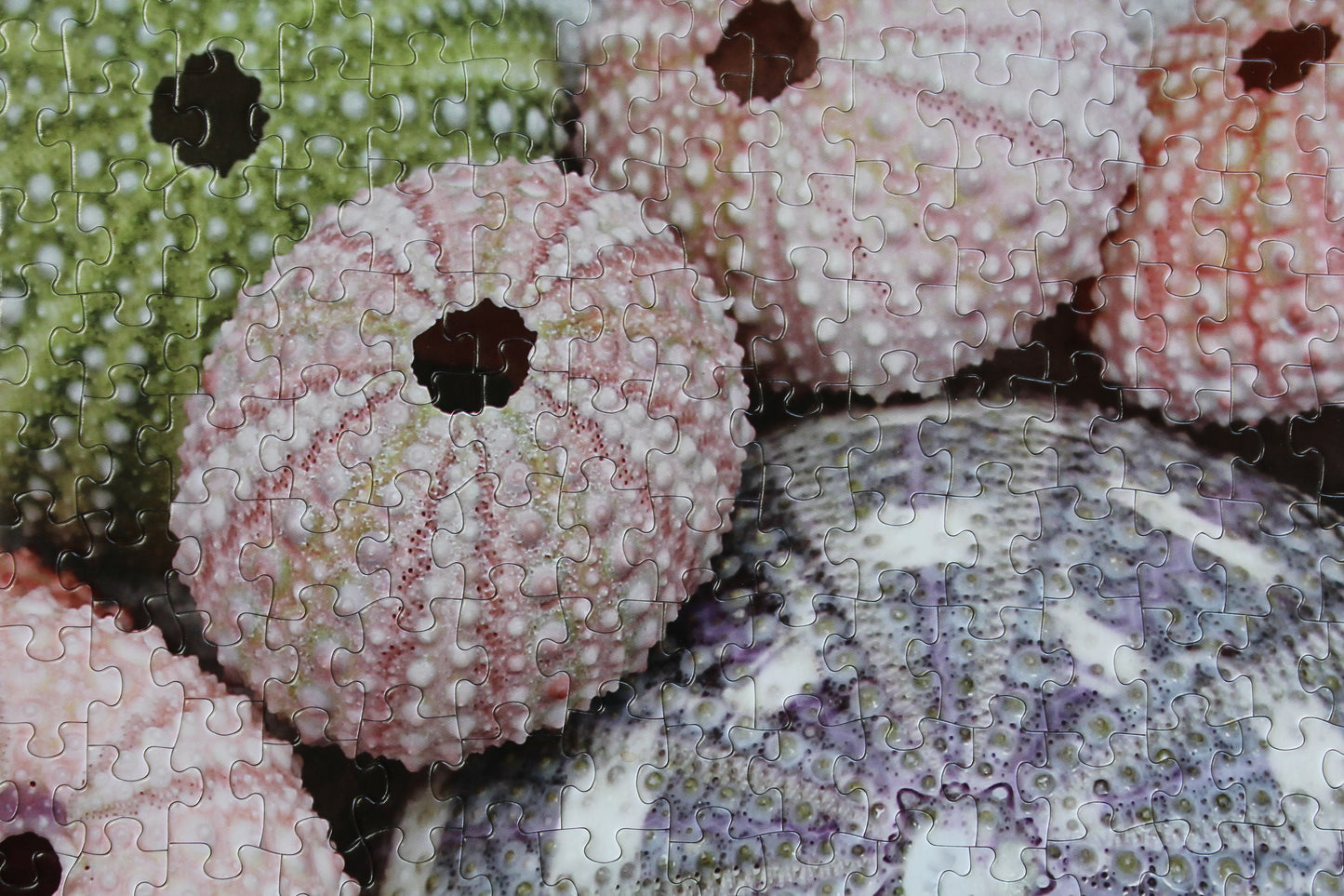 Sea Urchin Shells
