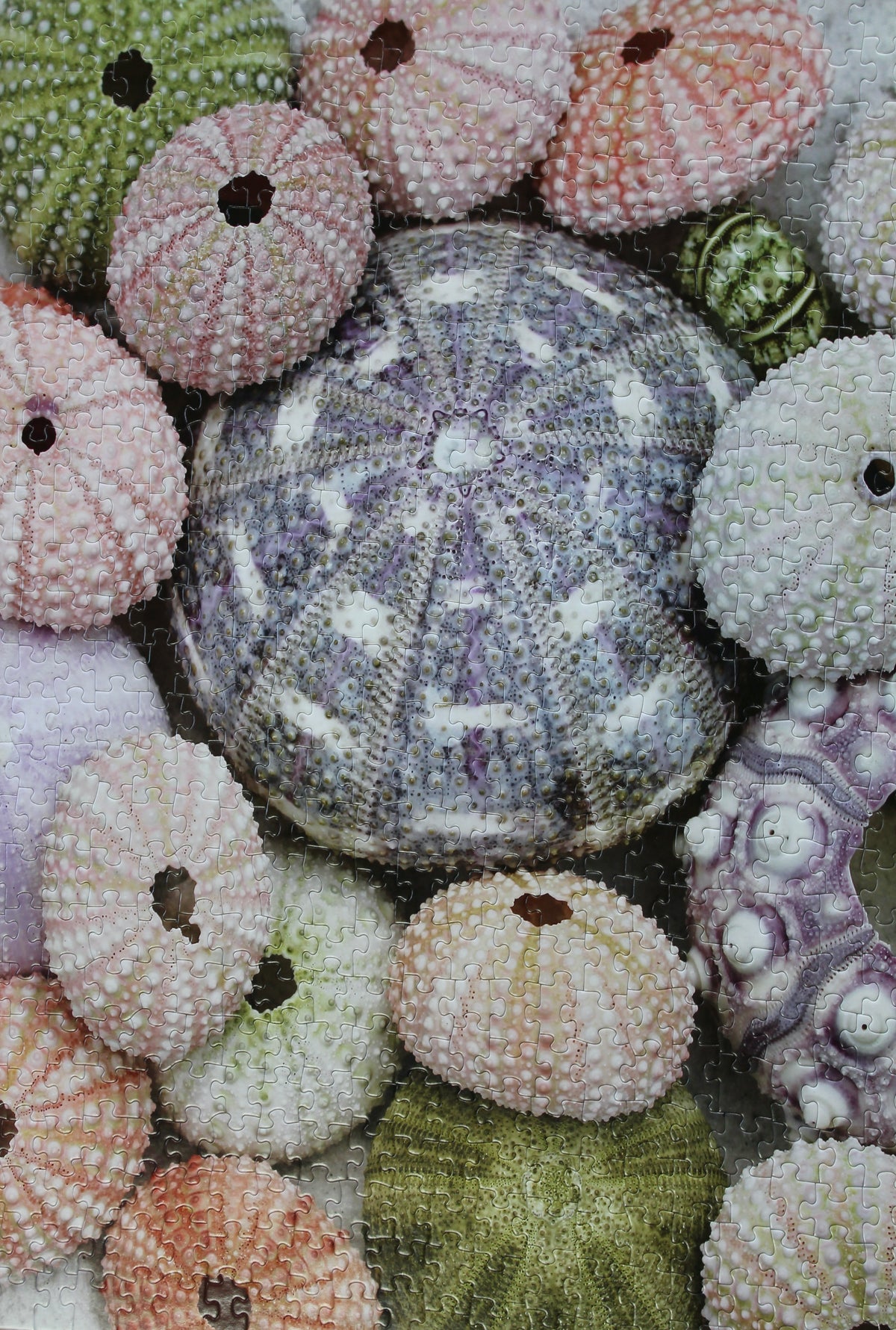 Sea Urchin Shells