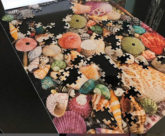 Sea Shell Collection
