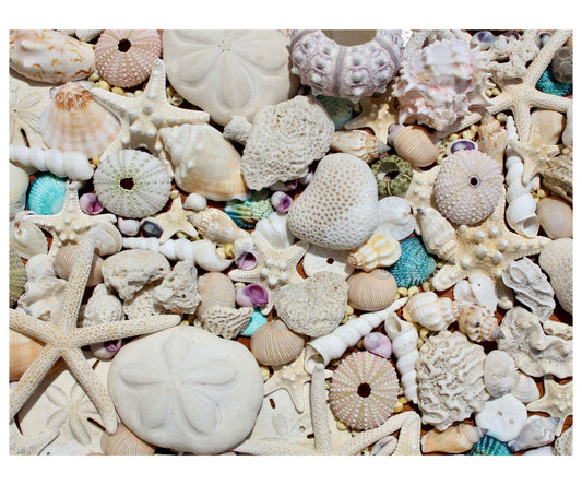 Beachcomber's Bounty