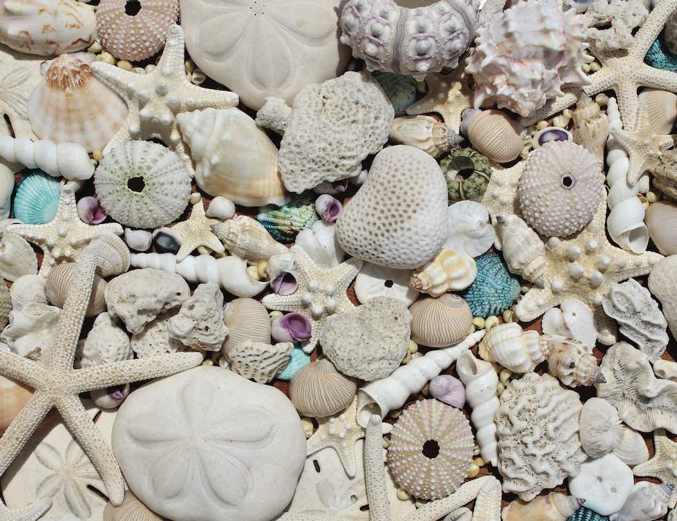 Beachcomber's Bounty