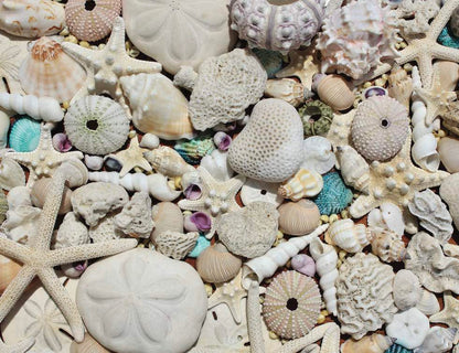 Beachcomber's Bounty