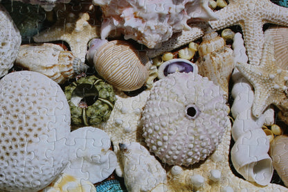 Beachcomber's Bounty