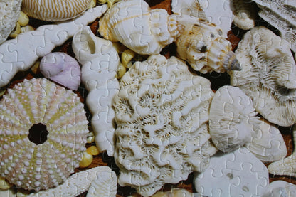 Beachcomber's Bounty