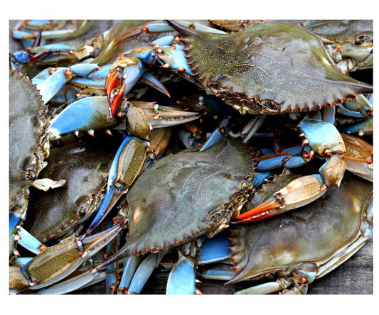 Crab Queen