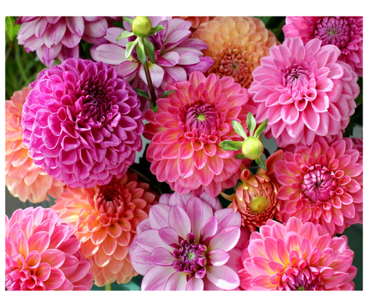 Dahlia Delight