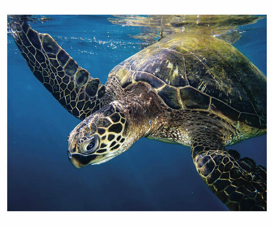 Great Turtle