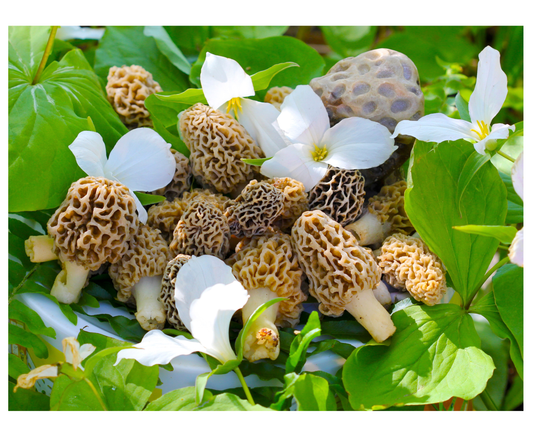 Great Morel