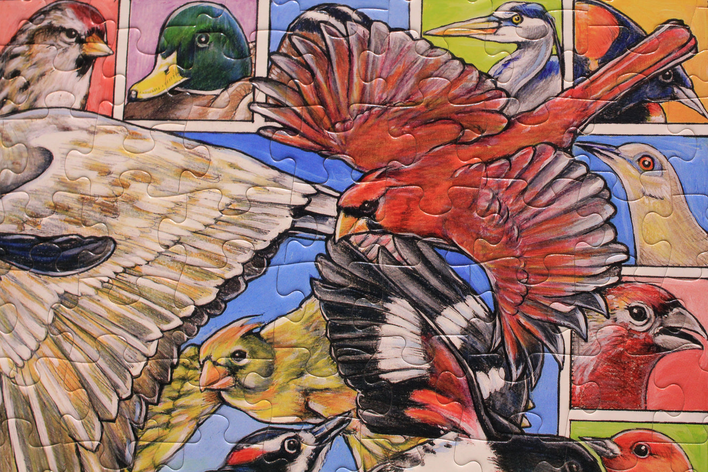 Winged Wonders Seek & Find