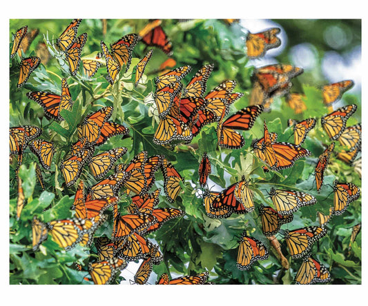 Monarch Migration