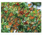 Monarch Migration