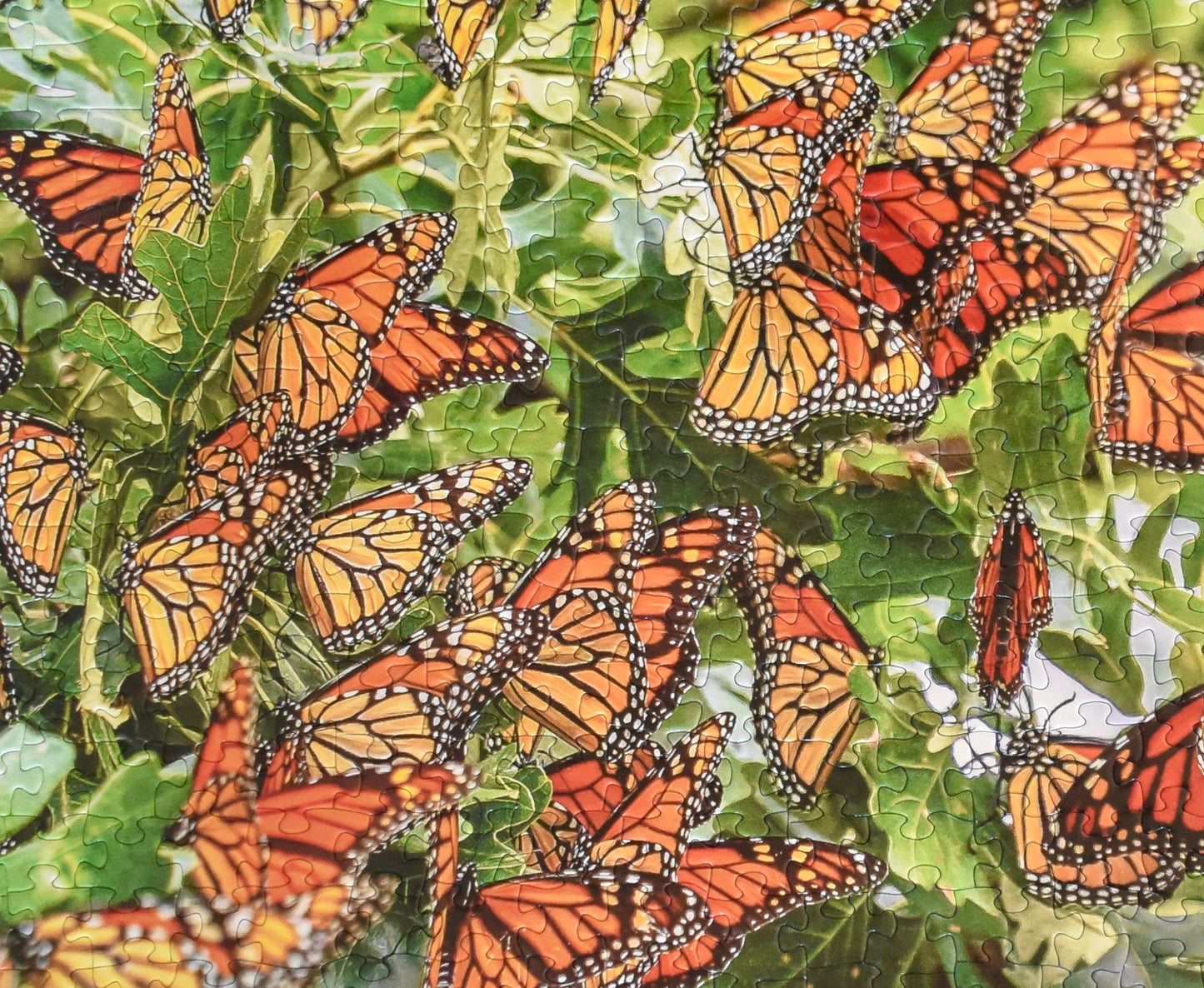 Monarch Migration