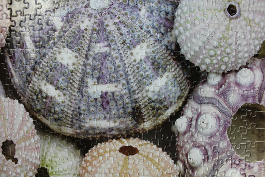 Sea Urchin Shells