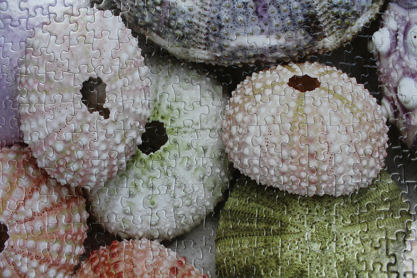 Sea Urchin Shells