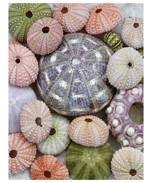 Sea Urchin Shells