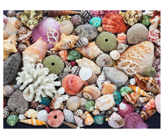 Sea Shell Collection