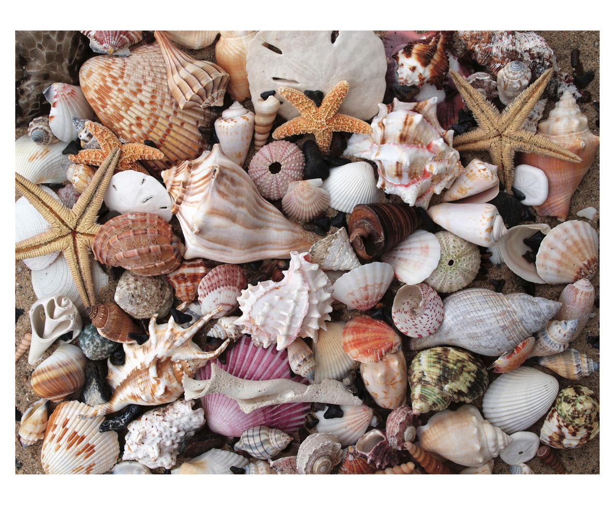 Shark Teeth & Shells