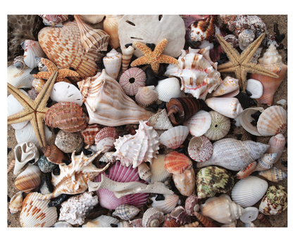 Shark Teeth & Shells