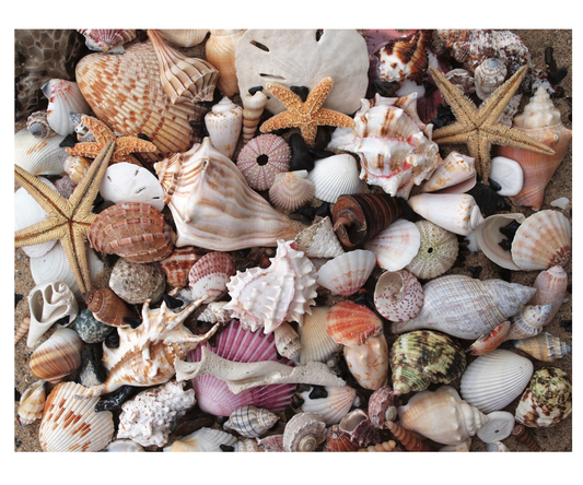 Shark Teeth & Shells