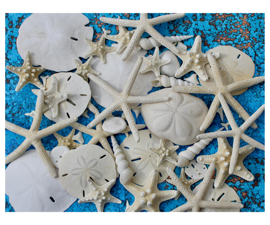 Tidal Treasures