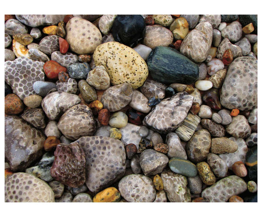Petoskey Stones Rock